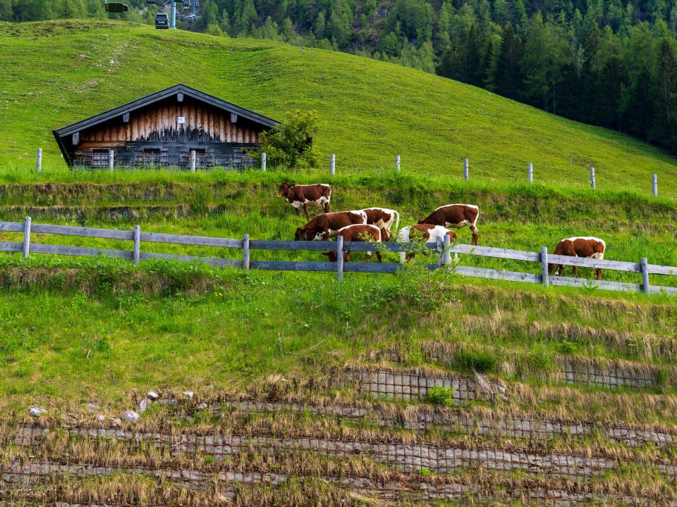 Kühe auf grüner Wiese